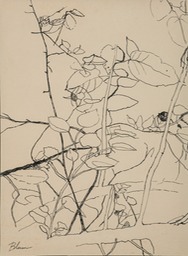 "Leaf Negative Space Study"