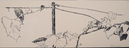 "Vine on Clothesline"